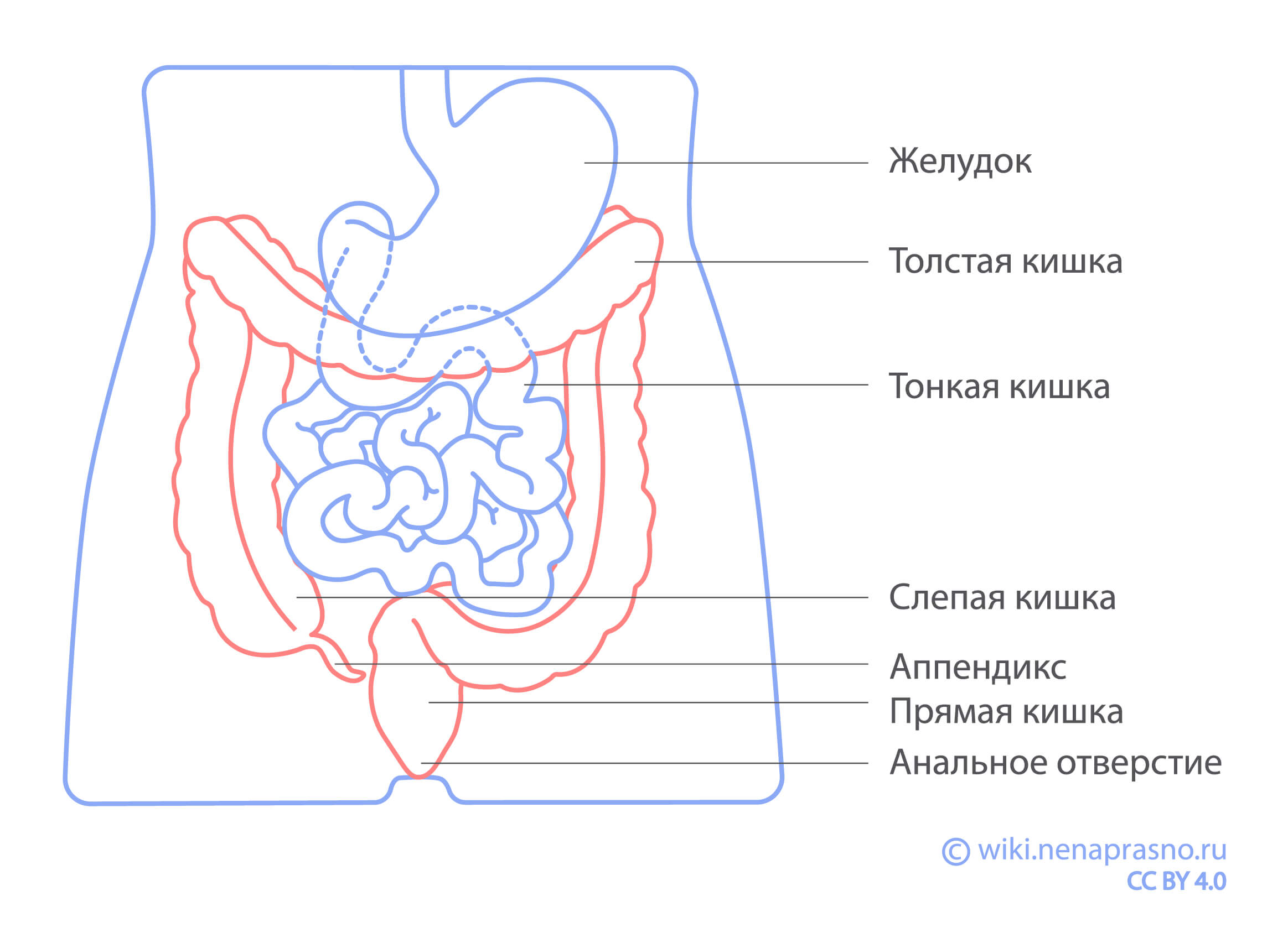 Как устроен кишечник?