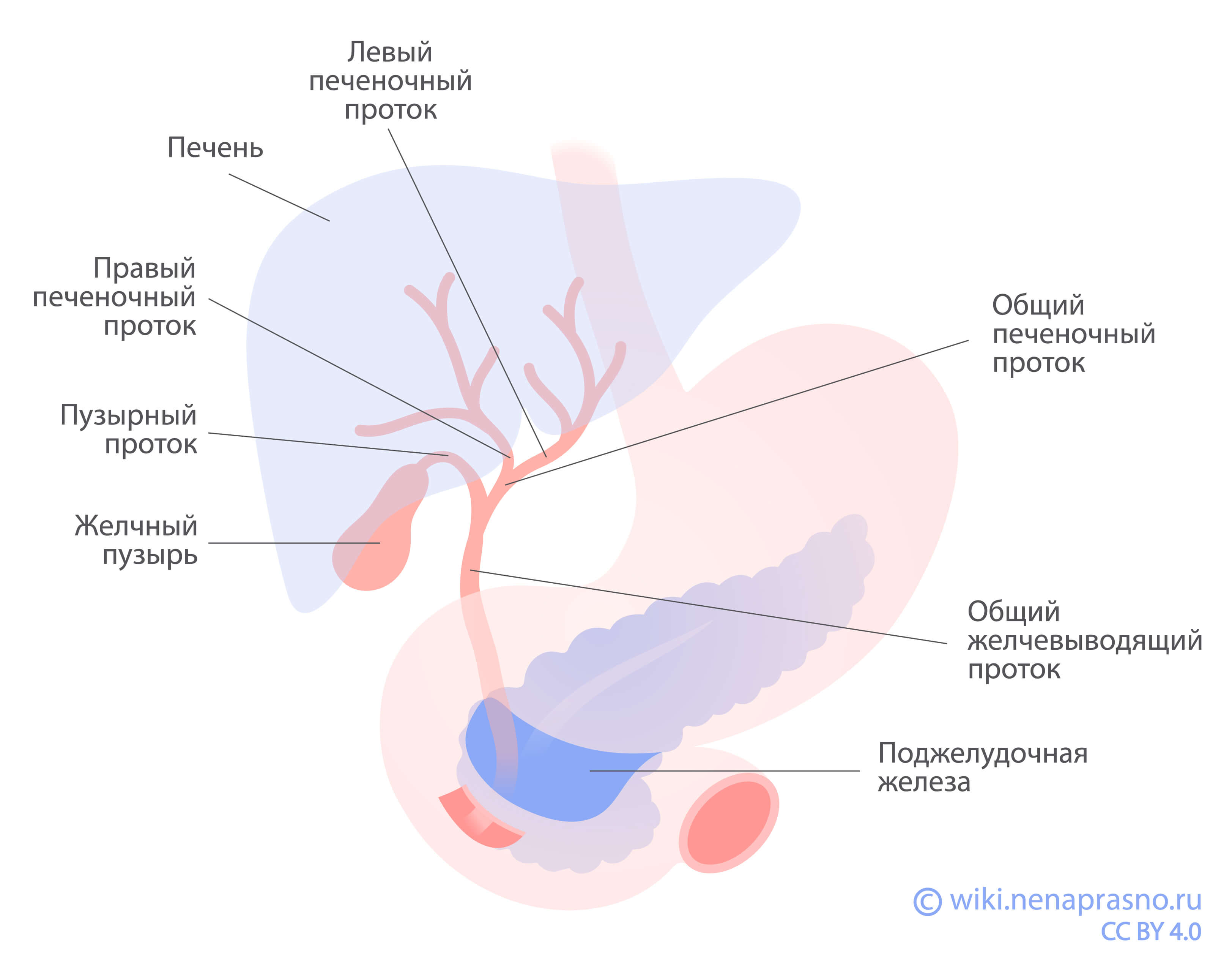 Что такое рак желчевыводящих путей?