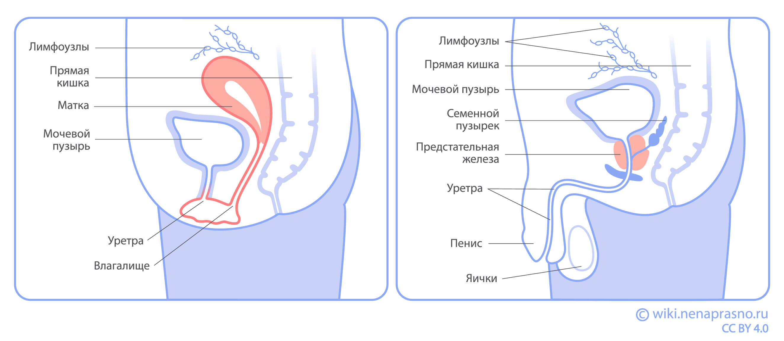 Мочевой_пузырь_и_другие_органы.jpg