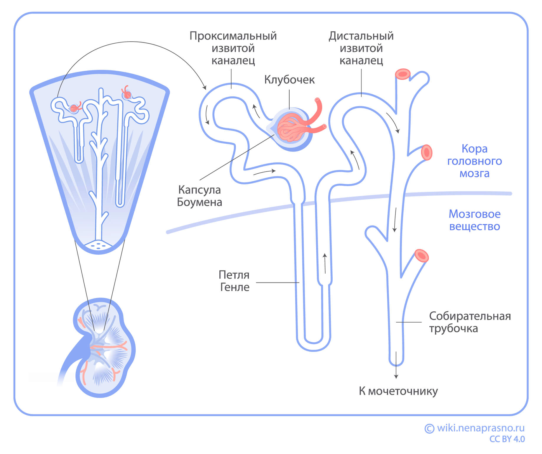 Stroyenie-mozgovogo-veshestva-pochki.jpg