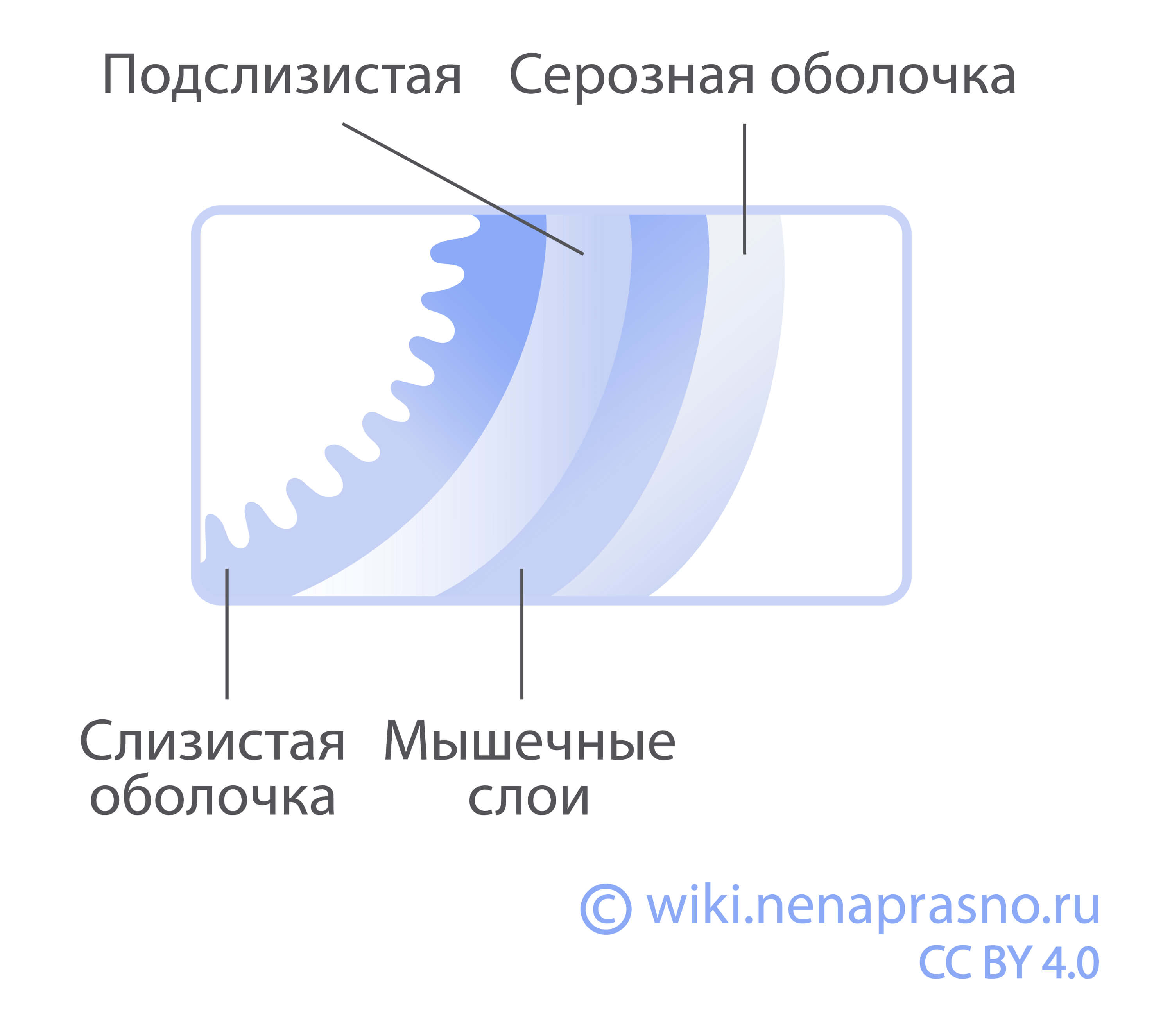 Как устроен и как работает желудок?