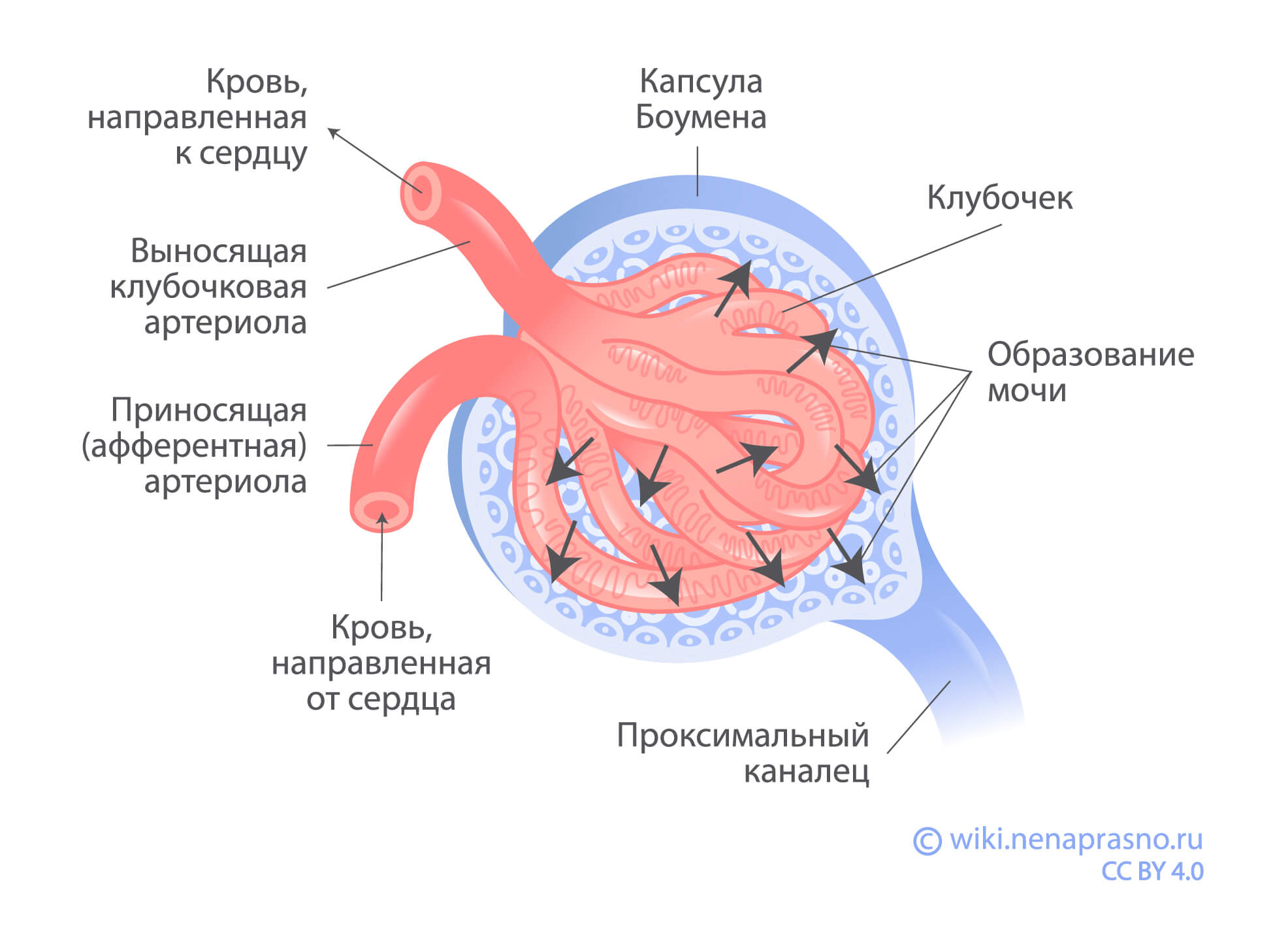 Kapsula-Boumena.jpg