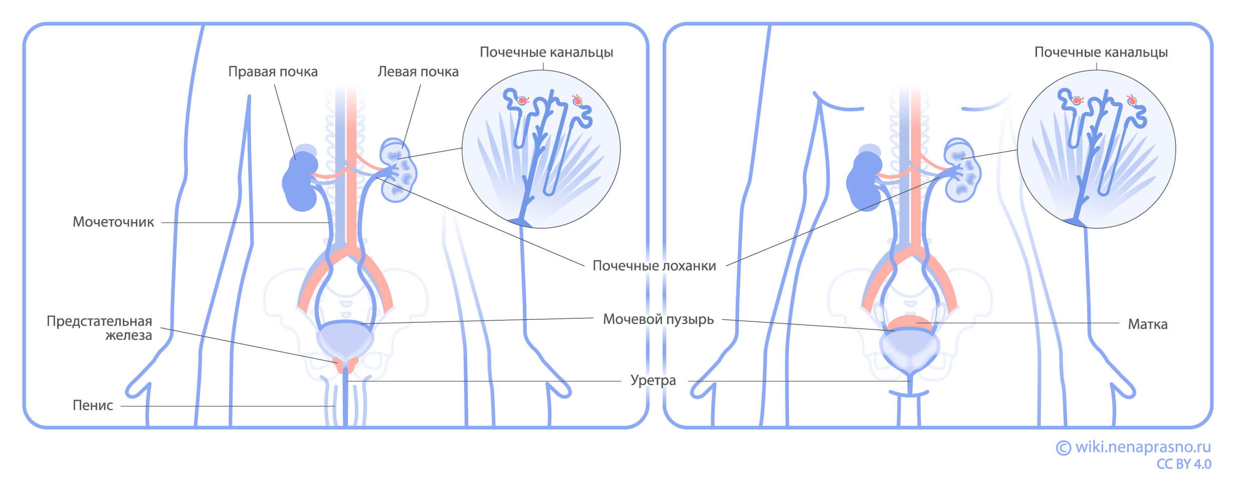 Строение_и_мочевой_пузырь.jpg