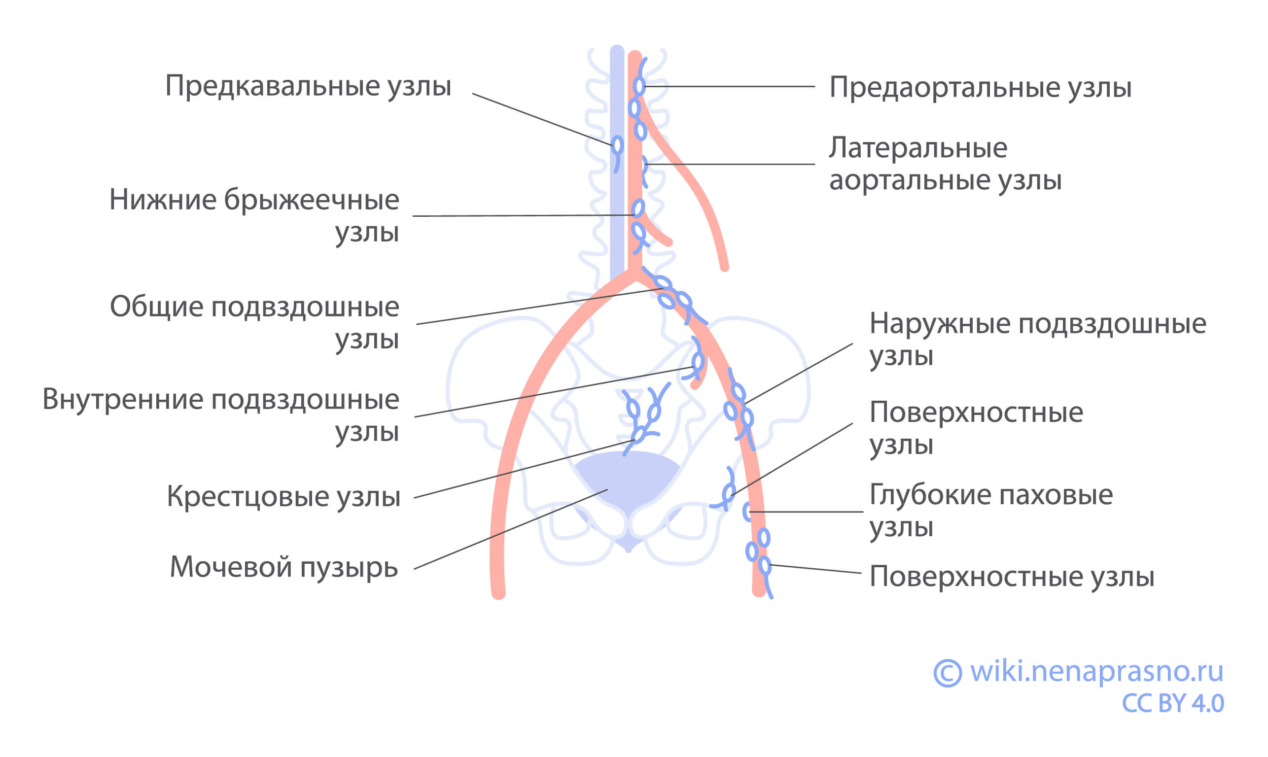 Тазовые_лимфоузлы.jpg