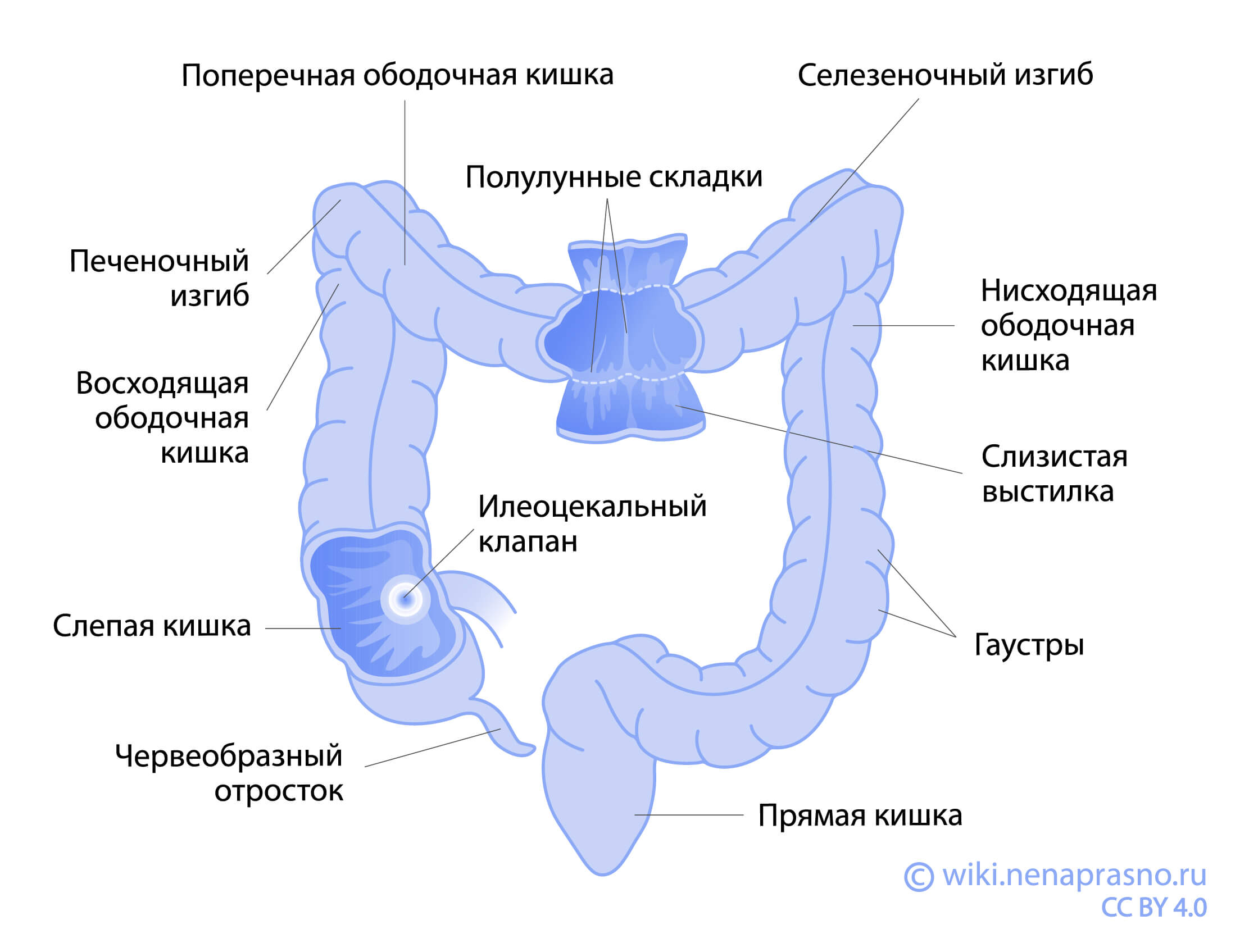 Как устроен кишечник?