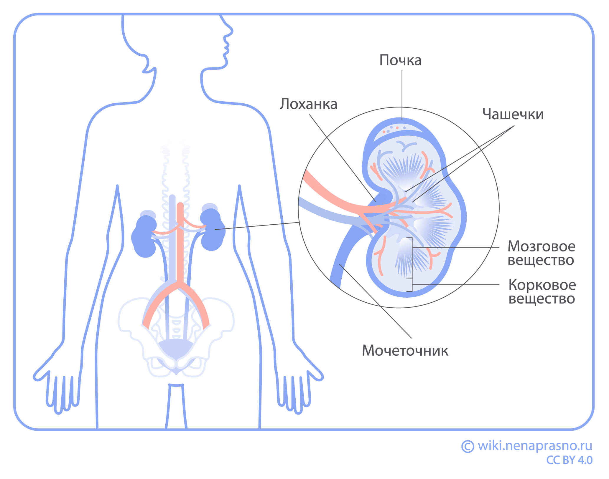 Строение_почки.jpg