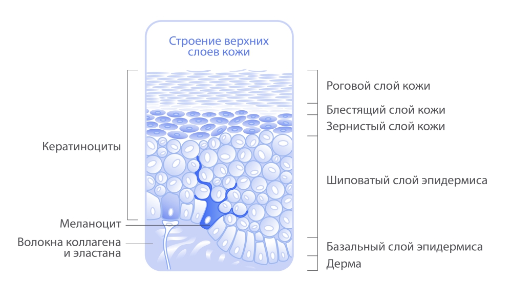 Эпидермис