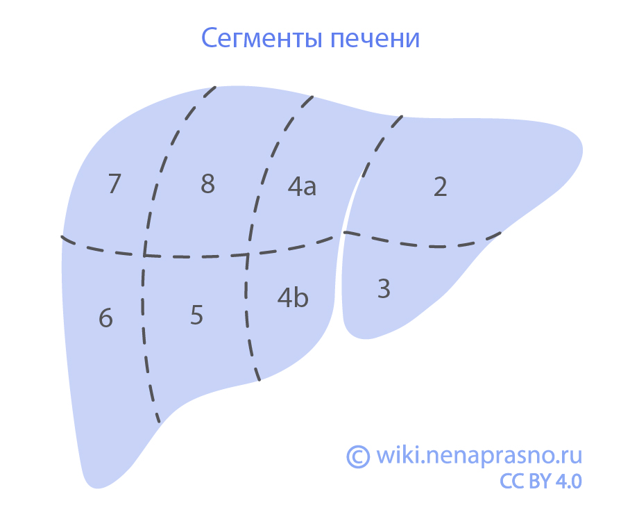 Как устроены и как работают печень и желчевыводящие пути