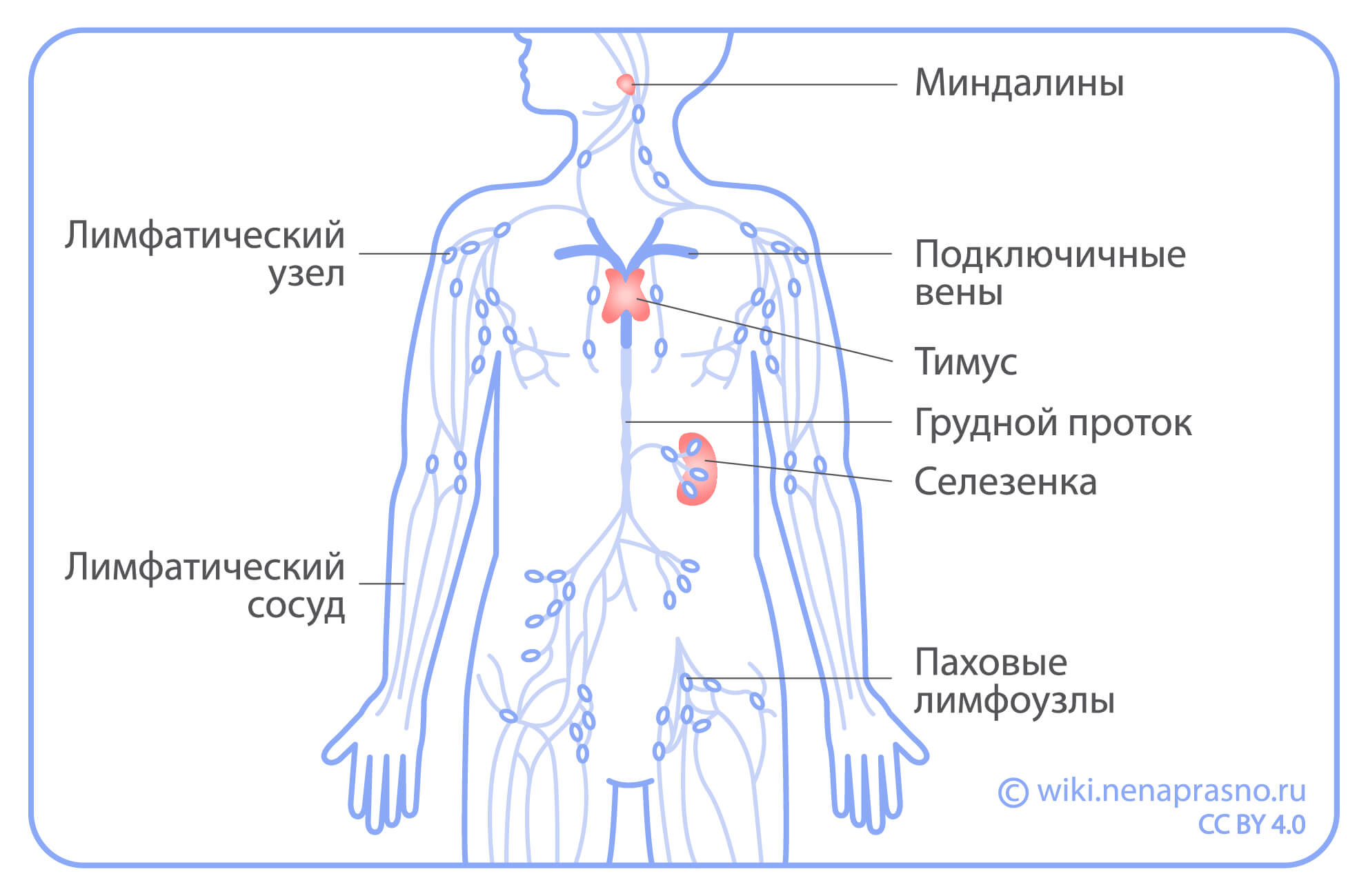 Рак и лимфатические узлы