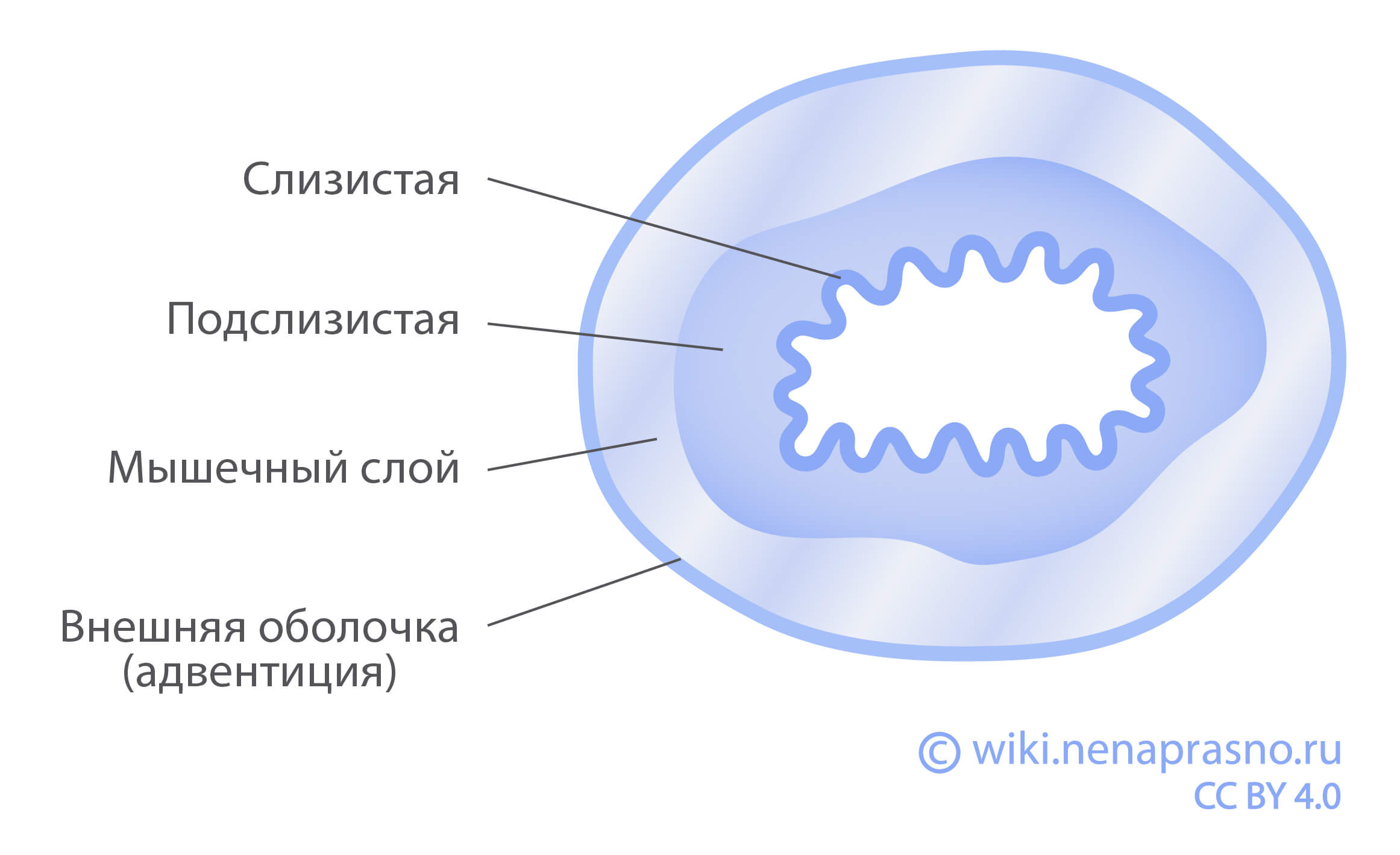 Стадии рака пищевода