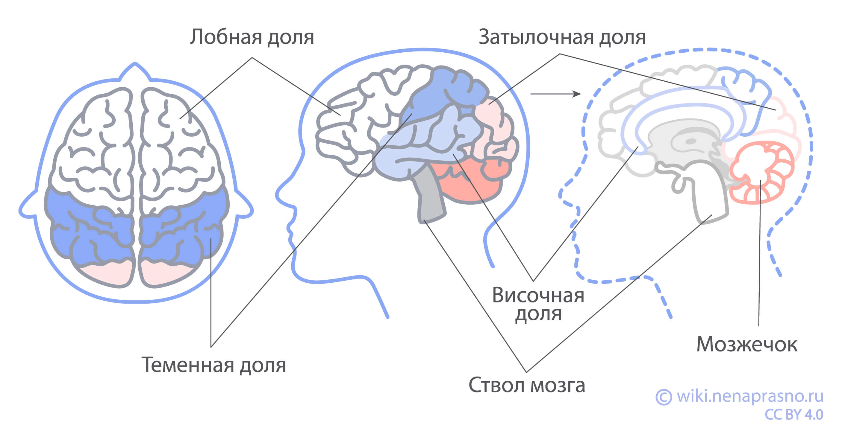 Онко Вики — Как устроен и как работает головной мозг