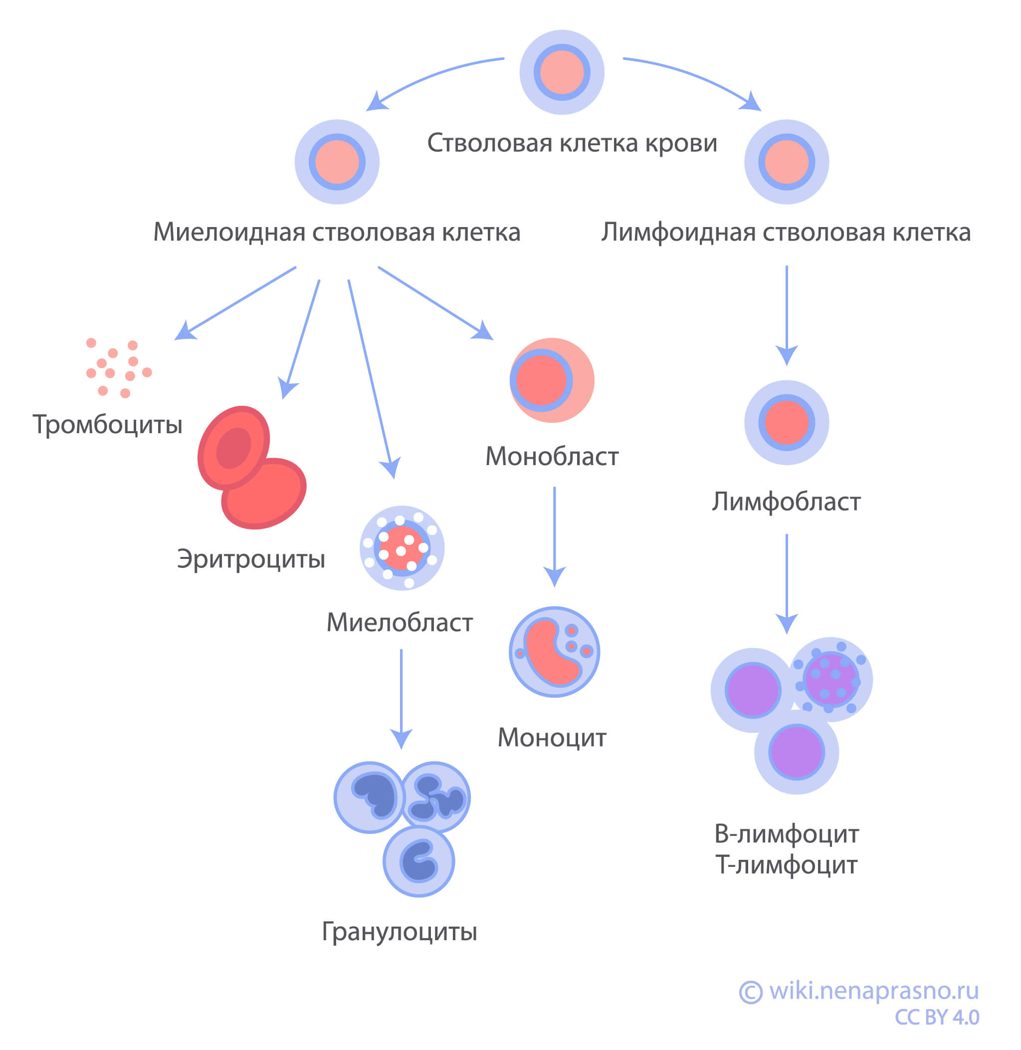 Лабораторные методы диагностики острых лейкозов