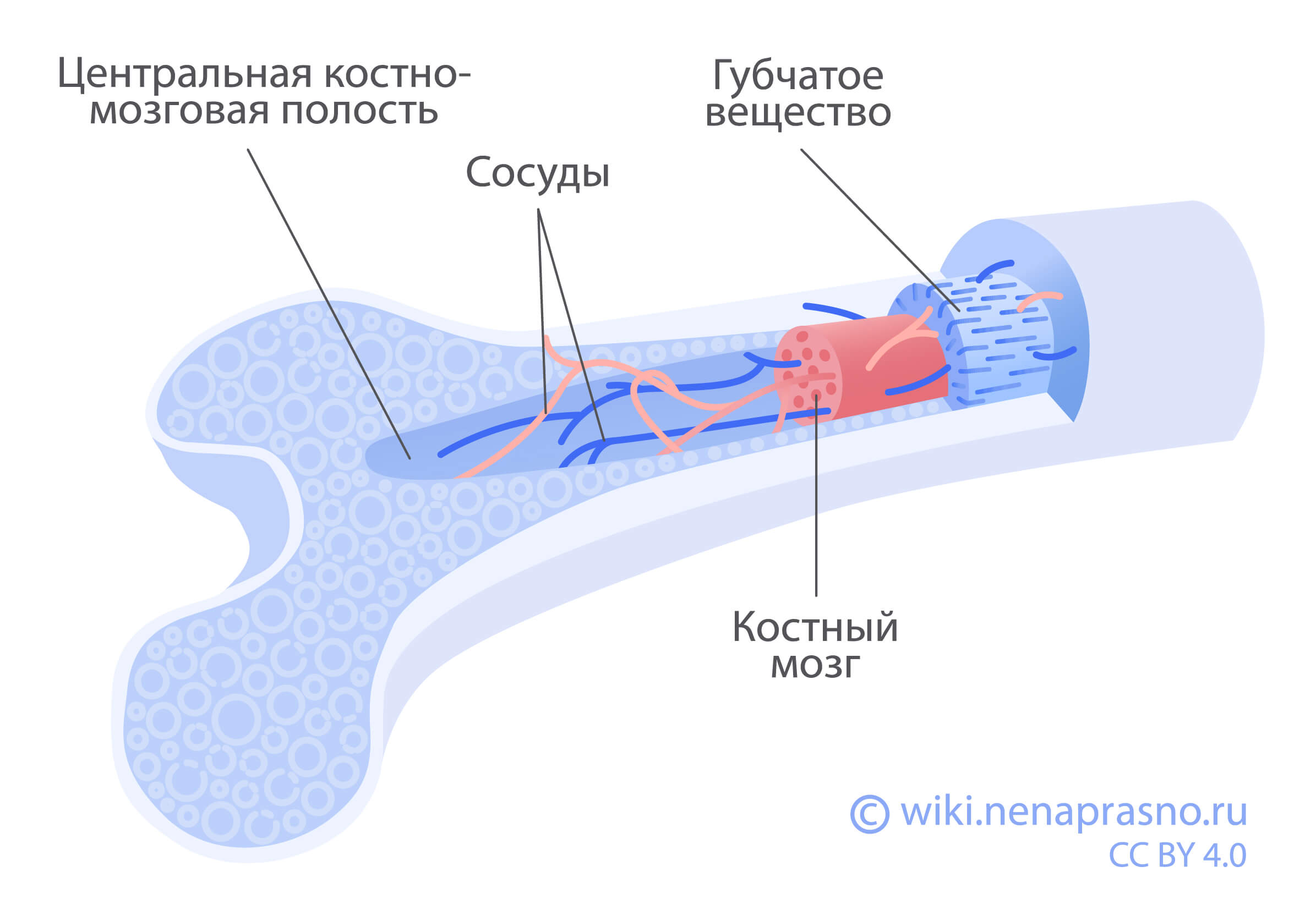 Кость — Википедия