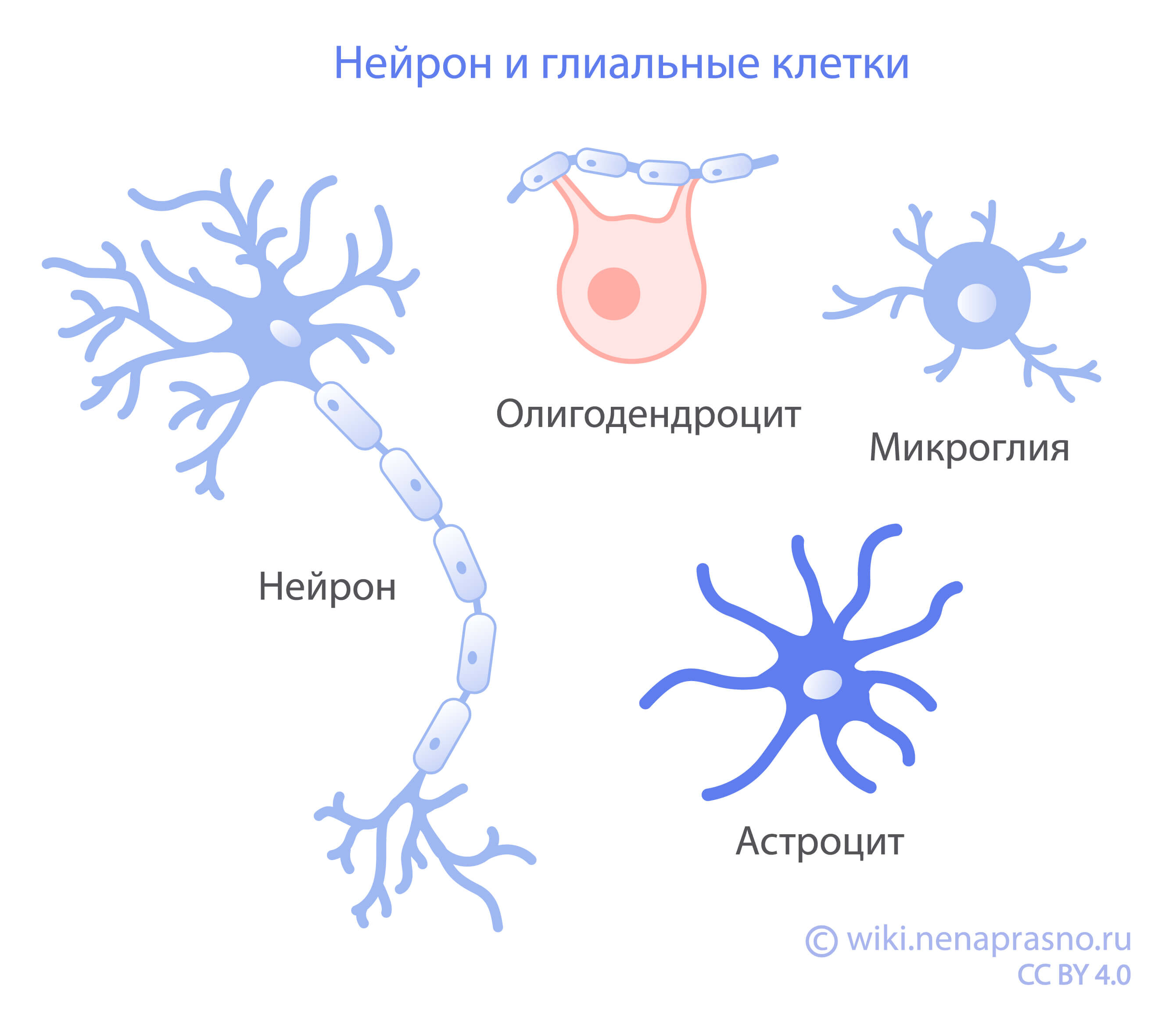 Виды клеток центральной нервной системы