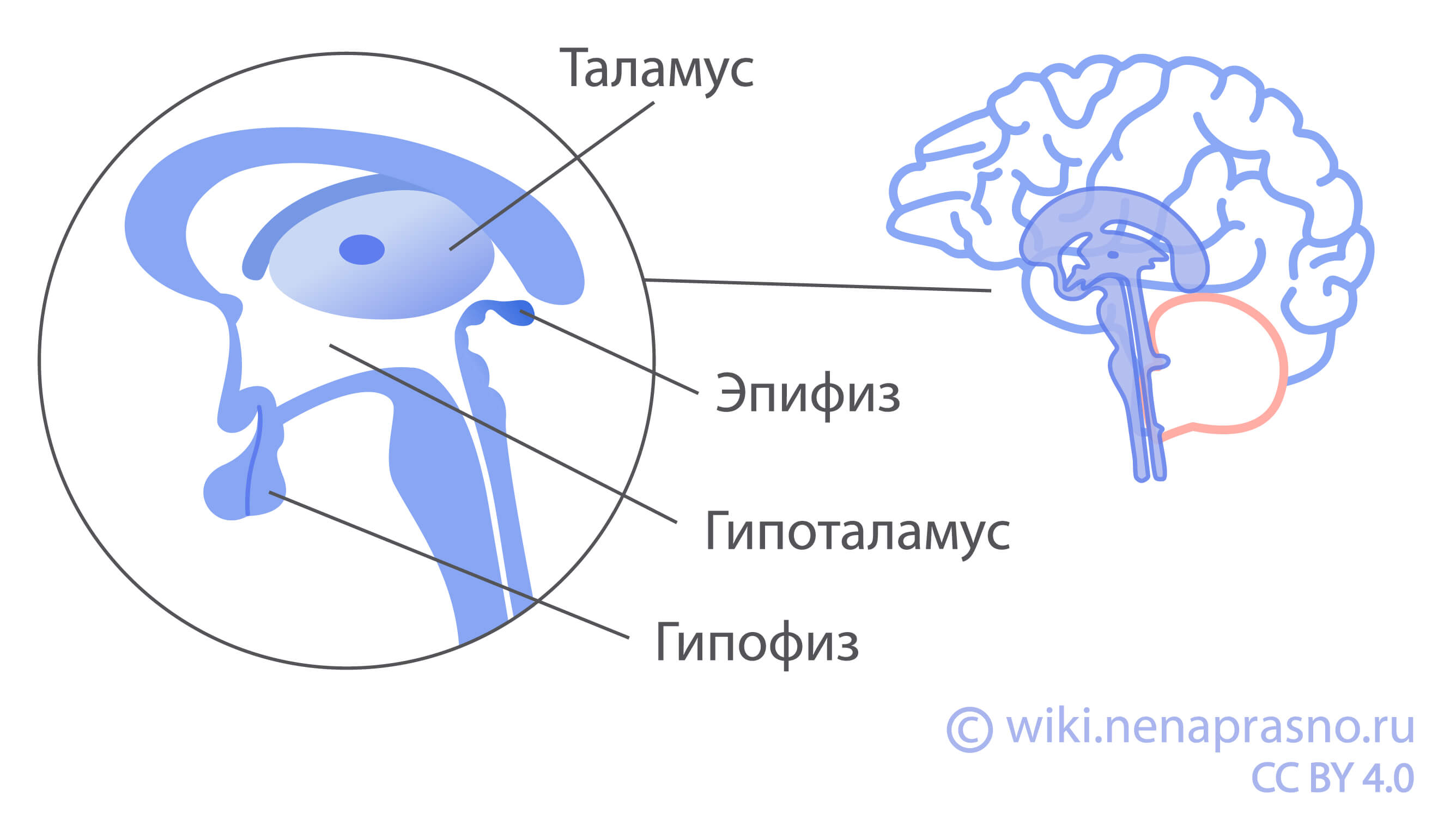 Как устроен и как работает головной мозг