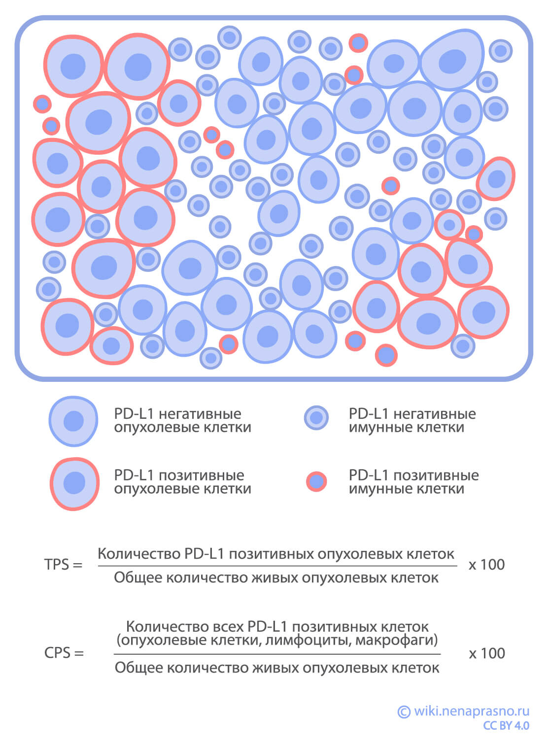 Opucholevye_kletki.jpg Opucholevye_kletki.jpg