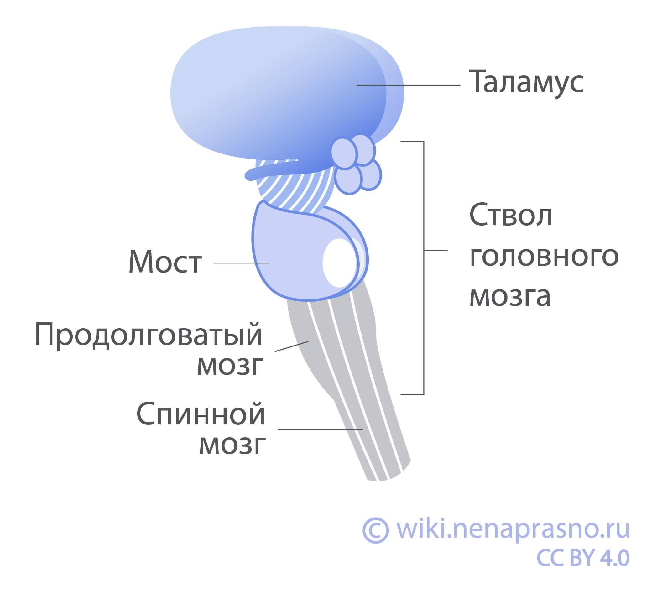 Как устроен и как работает головной мозг