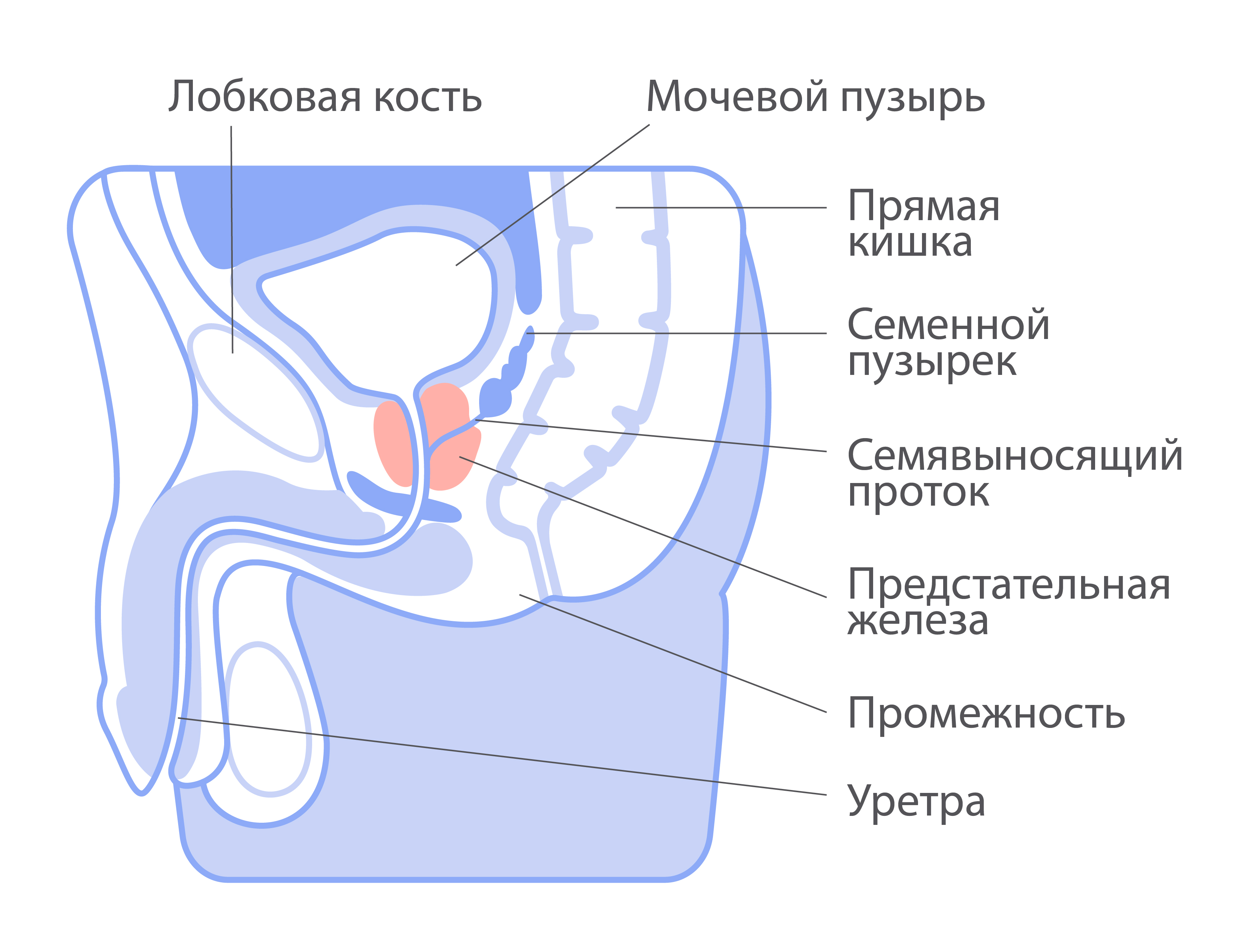 Анализ секрета простаты у мужчин в Москве - цена от Руб, сдать в клинике ОН КЛИНИК