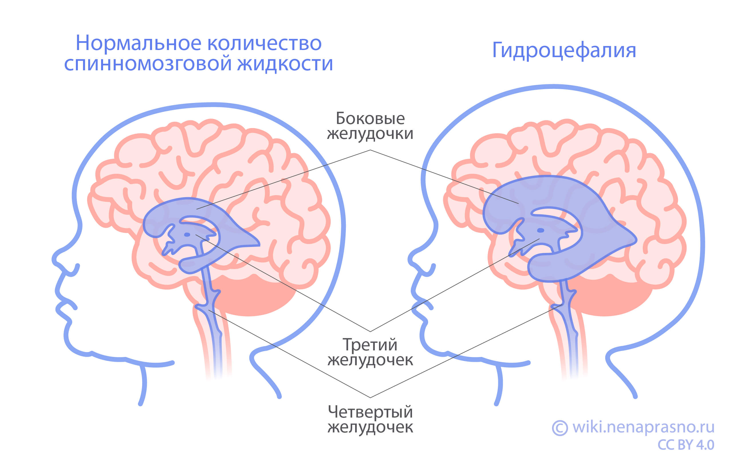 Как устроен и как работает головной мозг