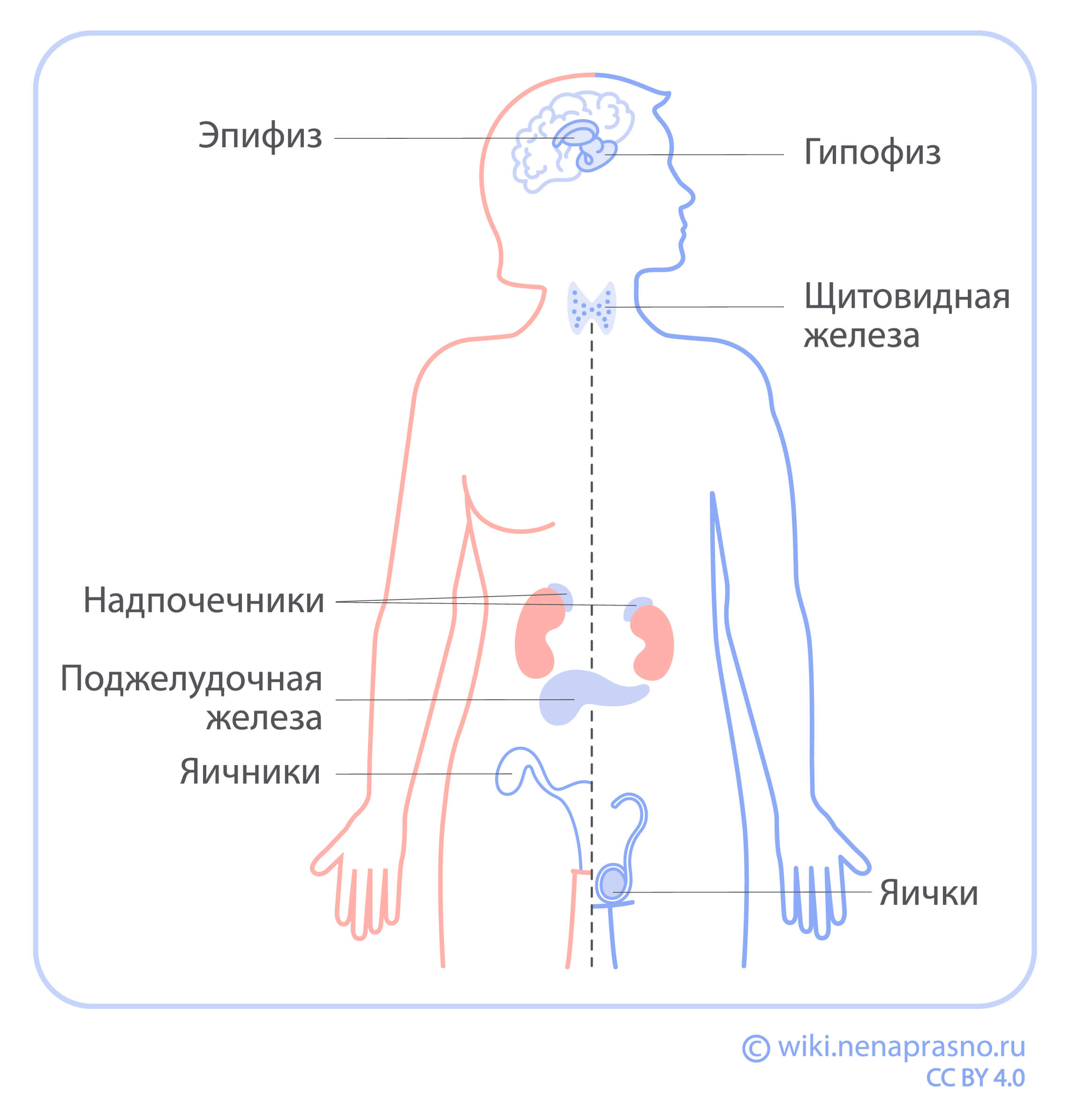 Что происходит в мозге во время оргазма?