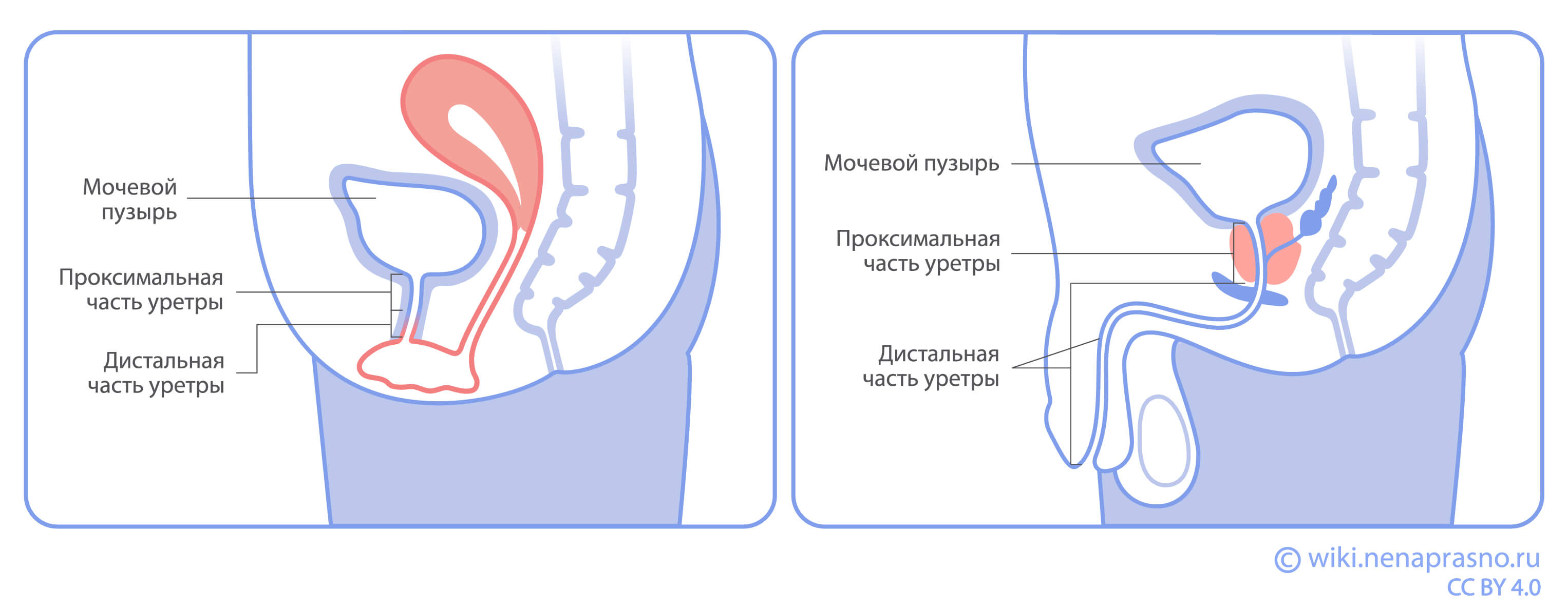 Проксимальная и дистальная часть уретры.jpg