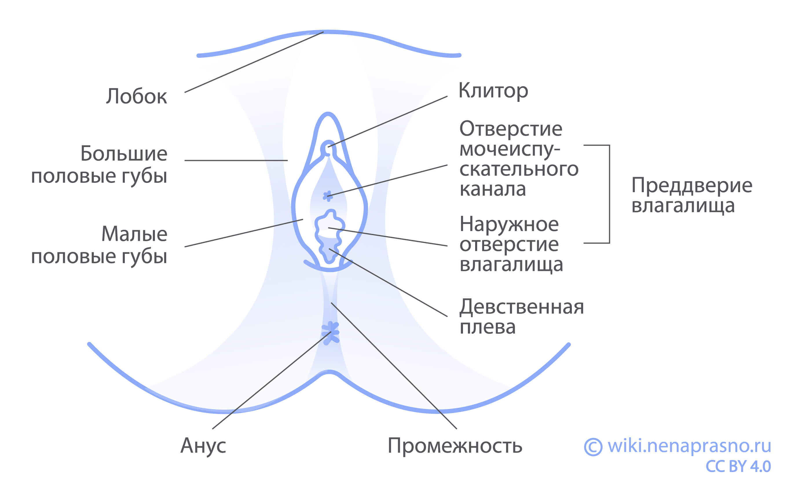 Как устроена мужская репродуктивная система