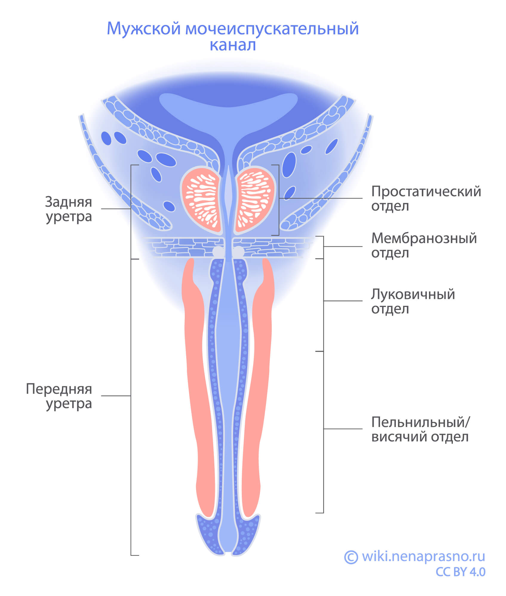 Мужской мочеиспускательный канал.jpg