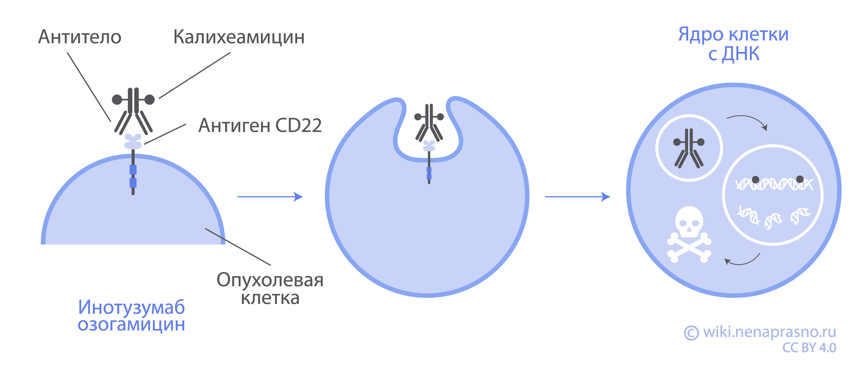 Иммунотерапия в лечении острого лимфобластного лейкоза