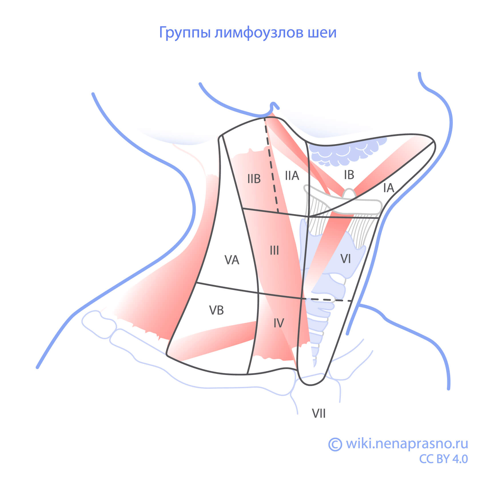 Лимфоузлы_шея.jpg