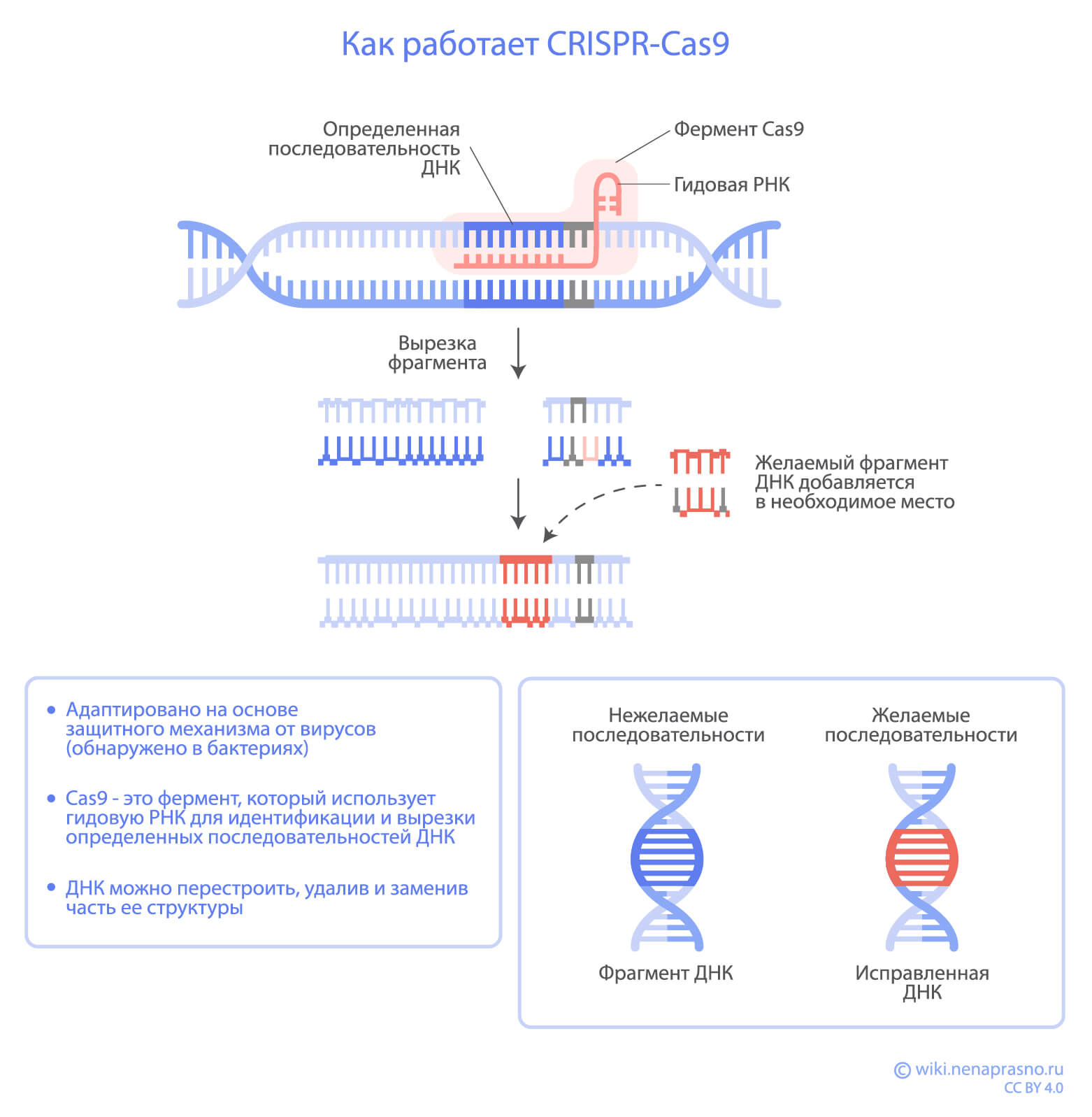 CRISPR-Cas9.jpg