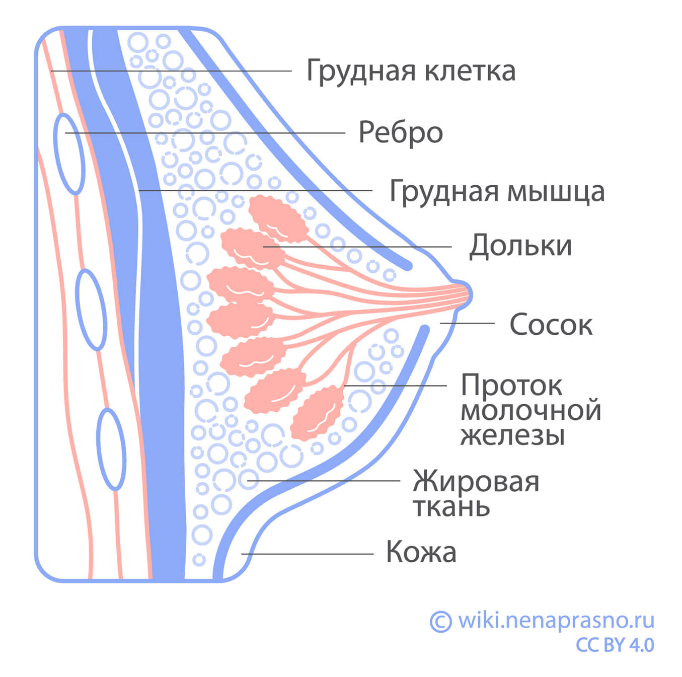 Как устроена молочная железа?