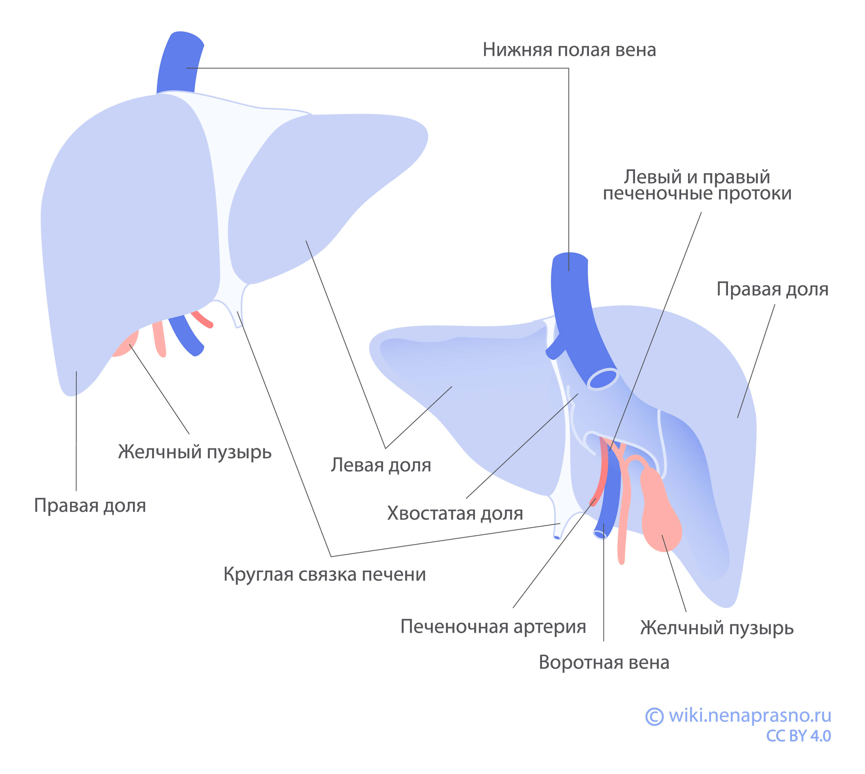 Как устроена и как работает печень?