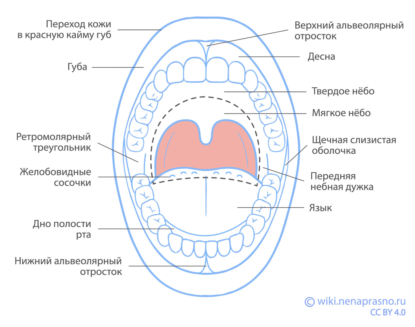 Строение_ротовой_полости.jpg Строение_ротовой_полости.jpg
