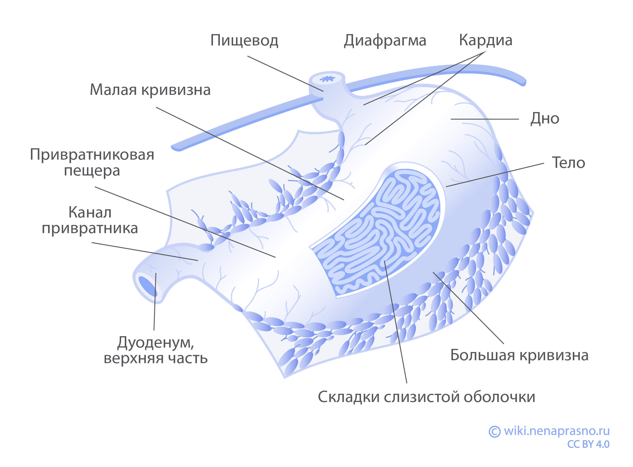 Желудок остановился. Почему он перестает работать и как это исправить? | Аргументы и Факты