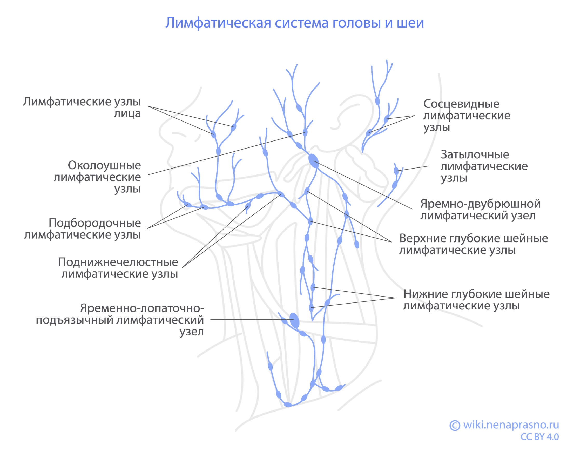 Лимфатическая_система_головы_и_шеи.jpg