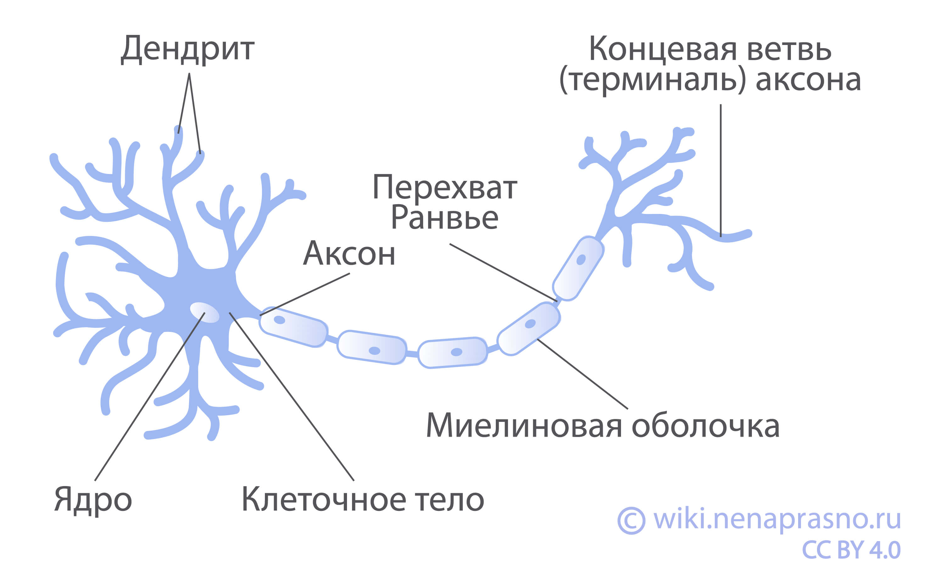 Виды клеток центральной нервной системы