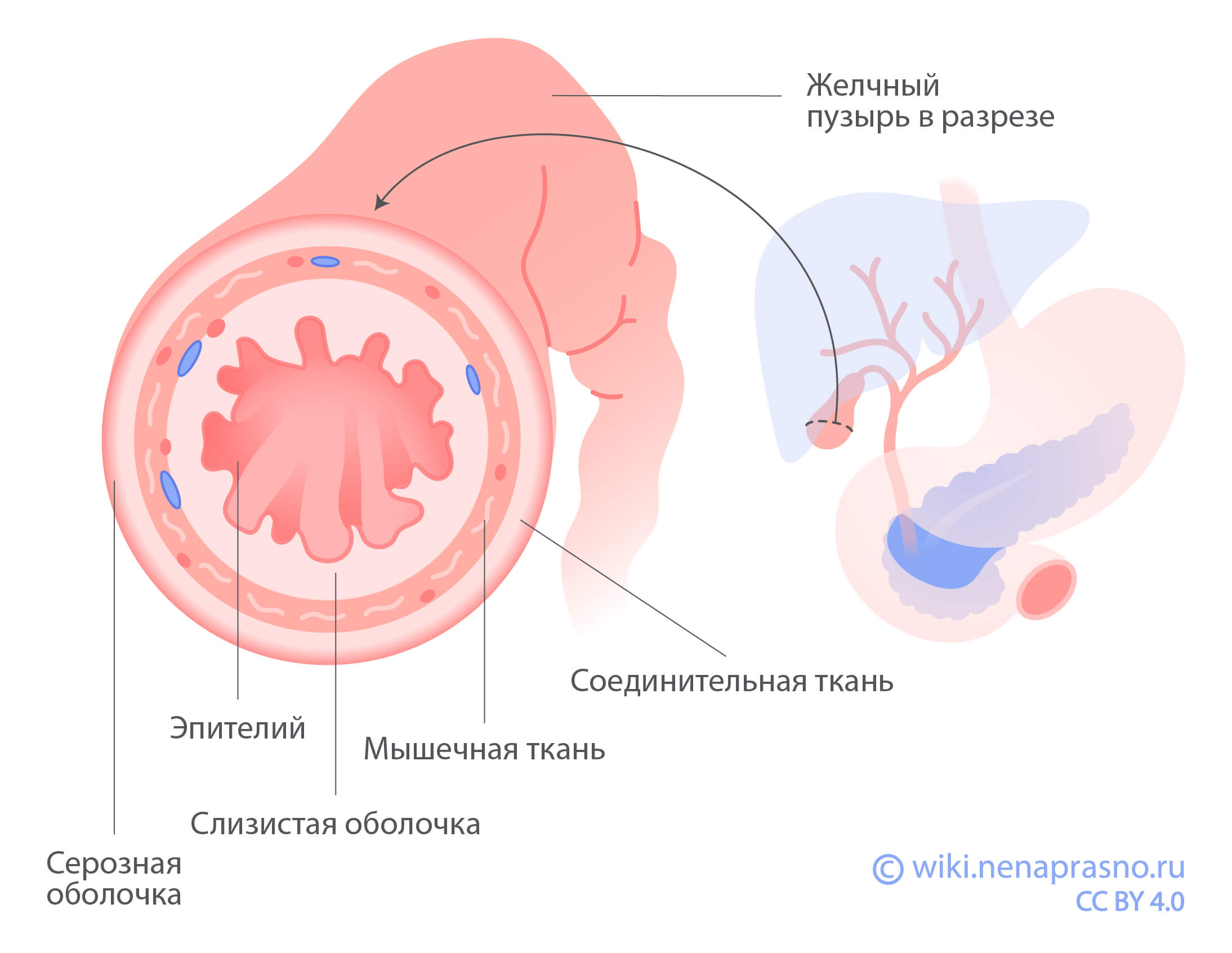 Заболевания печени, желчных путей и желчного пузыря | Университетская клиника г. Фрайбурга